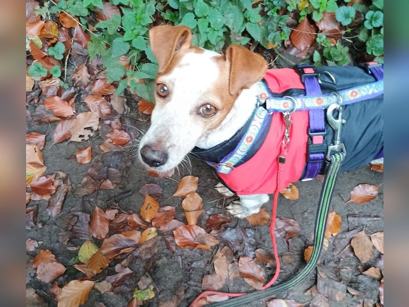 TUTU-wartet in 46459 Rees sehnsüchtig auf sein Für-immer-Zuhause