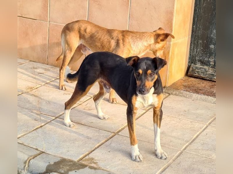 KOBE-anpassungsfähiger, ausgeglichener Bub sucht liebevolles Für-immer-Zuhause