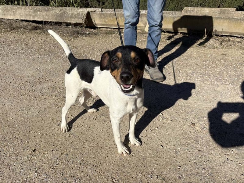 YAGO-fröhlicher Herzenshund sucht Nähe und liebevolles Zuhause