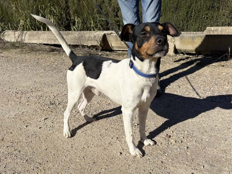 YAGO-fröhlicher Herzenshund sucht Nähe und liebevolles Zuhause