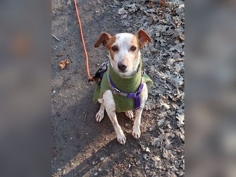 TUTU-wartet in 46459 Rees sehnsüchtig auf sein Für-immer-Zuhause