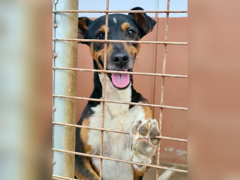 KOBE-anpassungsfähiger, ausgeglichener Bub sucht liebevolles Für-immer-Zuhause
