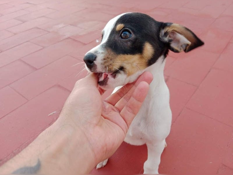 SAURON-gut sozialisierter, unbeschwerter, liebenswerter Bub sucht seine liebevolle Für-immer-Familie