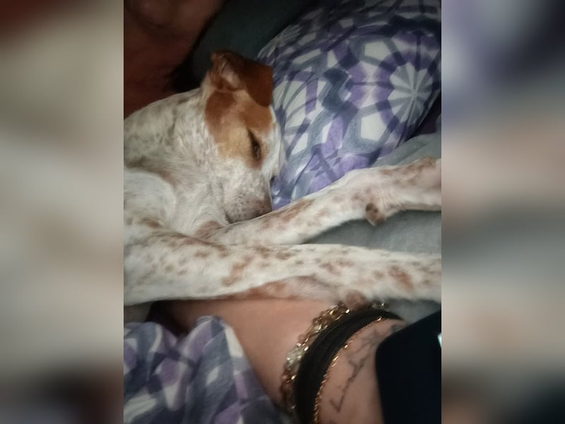 TUTU-wartet in 46459 Rees sehnsüchtig auf sein Für-immer-Zuhause