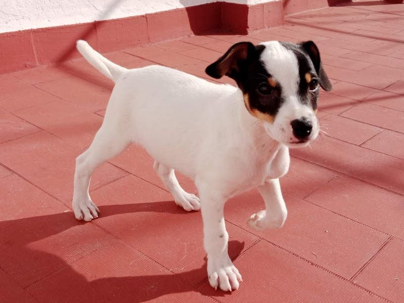 SAURON-gut sozialisierter, unbeschwerter, liebenswerter Bub sucht seine liebevolle Für-immer-Familie