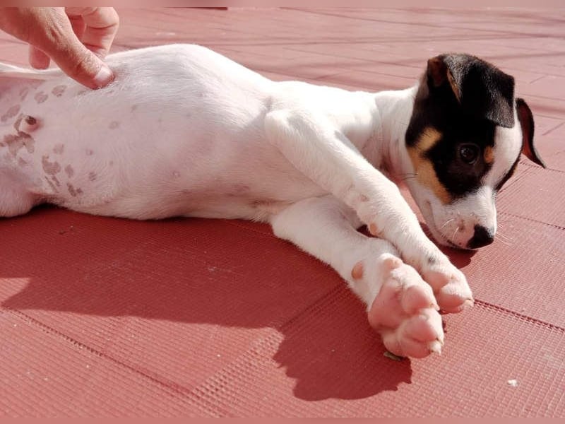 SAURON-gut sozialisierter, unbeschwerter, liebenswerter Bub sucht seine liebevolle Für-immer-Familie