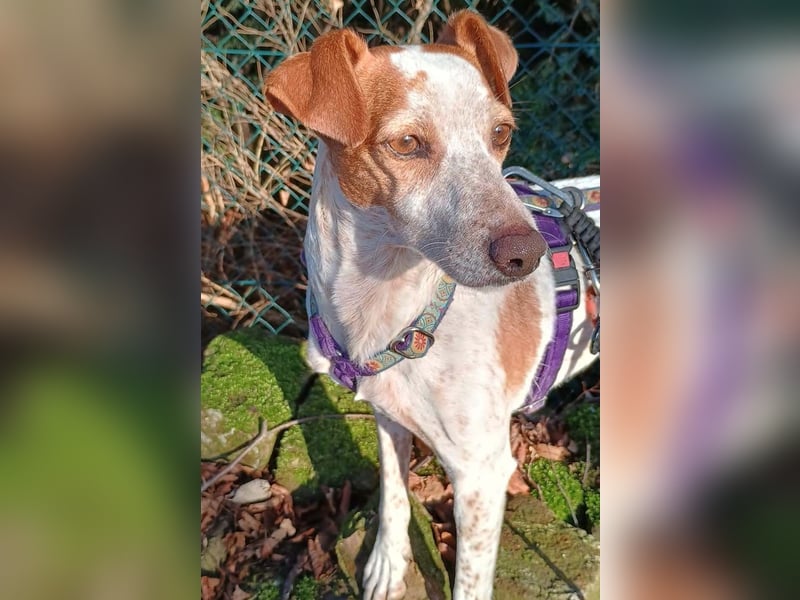 TUTU-wartet in 46459 Rees sehnsüchtig auf sein Für-immer-Zuhause