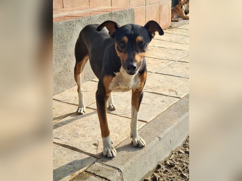 KOBE-anpassungsfähiger, ausgeglichener Bub sucht liebevolles Für-immer-Zuhause