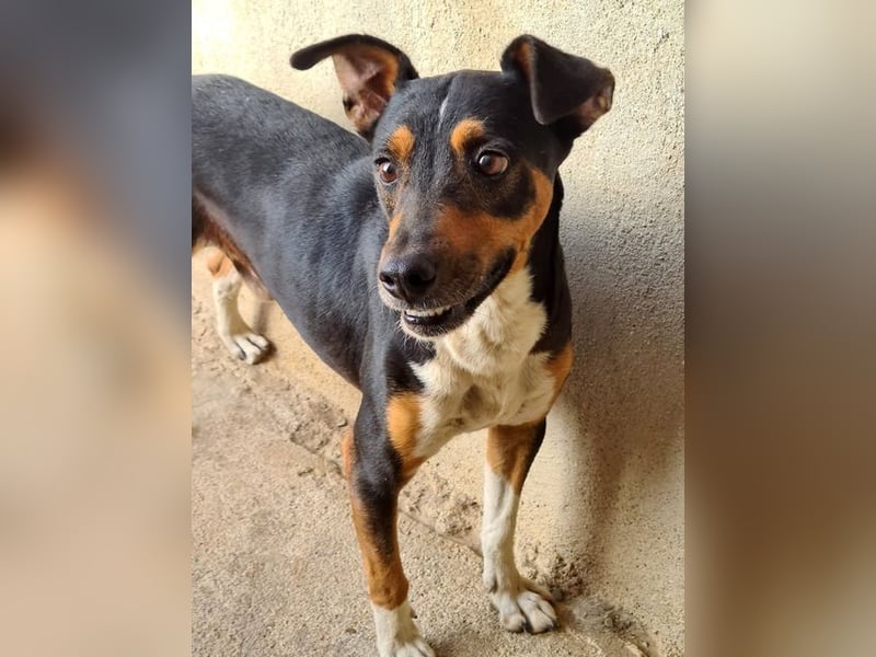 KOBE-anpassungsfähiger, ausgeglichener Bub sucht liebevolles Für-immer-Zuhause