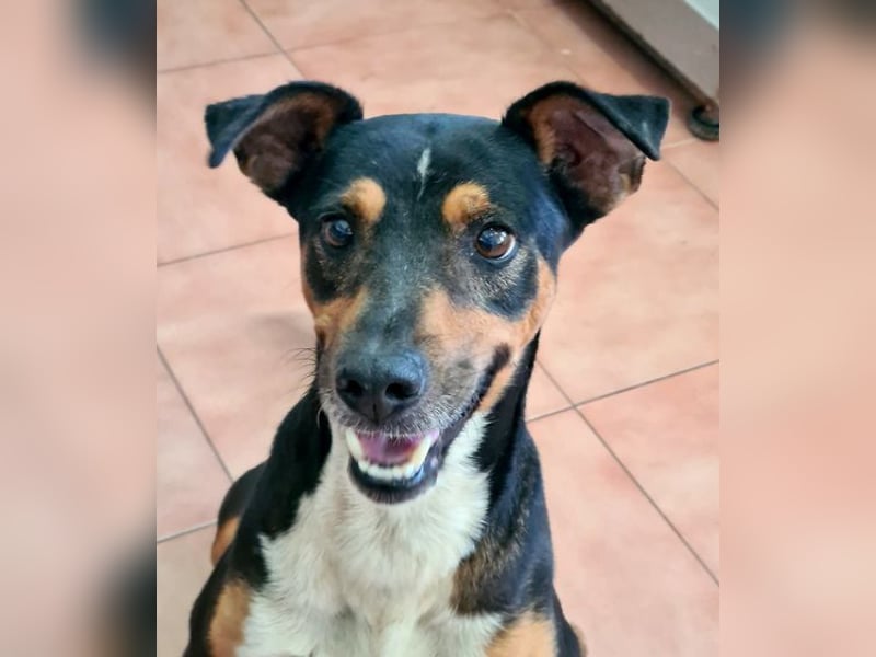 KOBE-anpassungsfähiger, ausgeglichener Bub sucht liebevolles Für-immer-Zuhause