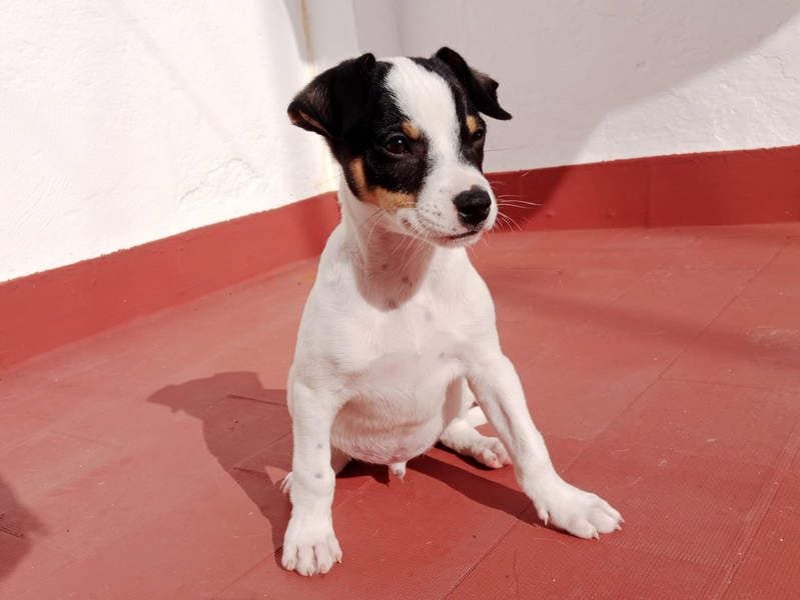 SAURON-gut sozialisierter, unbeschwerter, liebenswerter Bub sucht seine liebevolle Für-immer-Familie