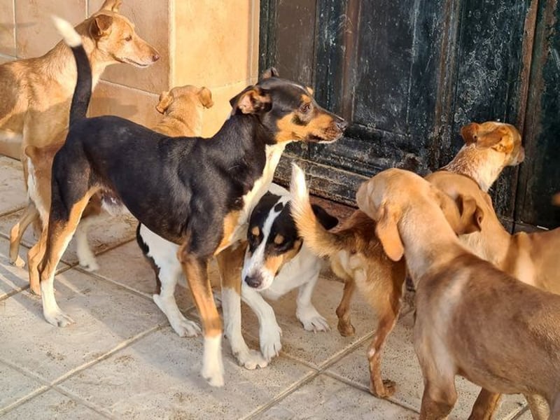 KOBE-anpassungsfähiger, ausgeglichener Bub sucht liebevolles Für-immer-Zuhause