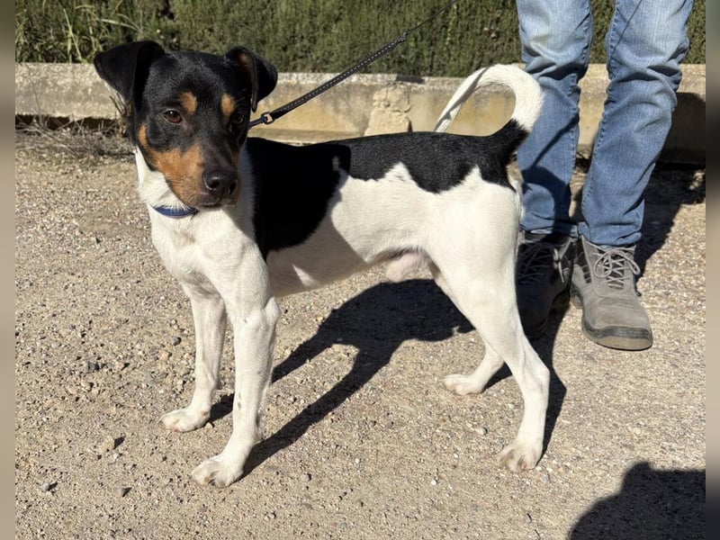 YAGO-fröhlicher Herzenshund sucht Nähe und liebevolles Zuhause