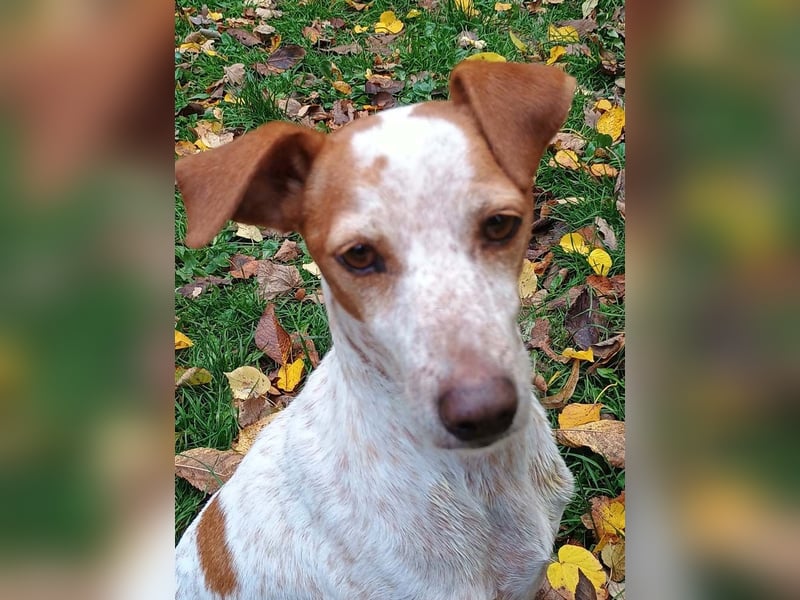 TUTU-wartet in 46459 Rees sehnsüchtig auf sein Für-immer-Zuhause