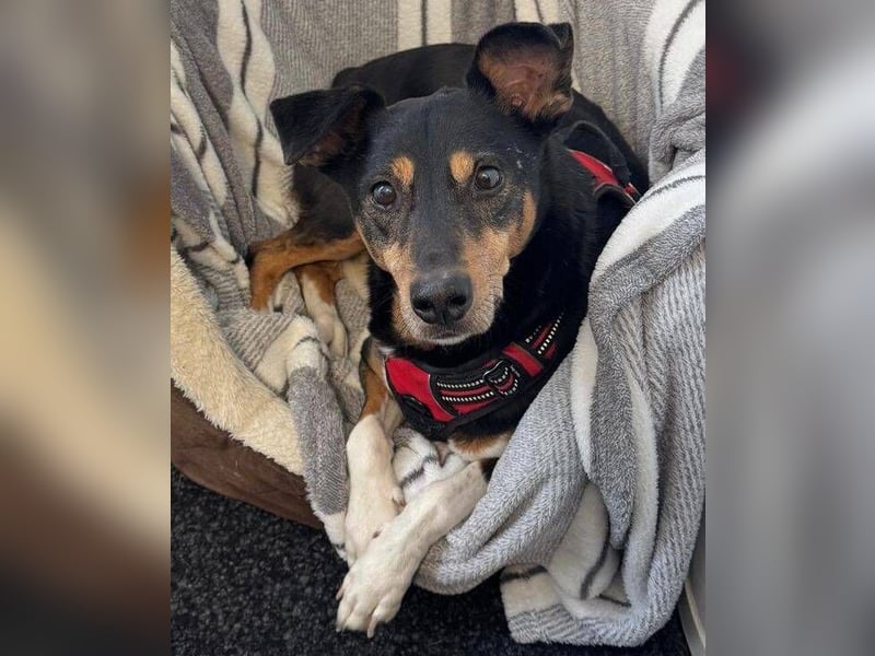 Rocco – ein idealer Begleiter in allen Lebenslagen
