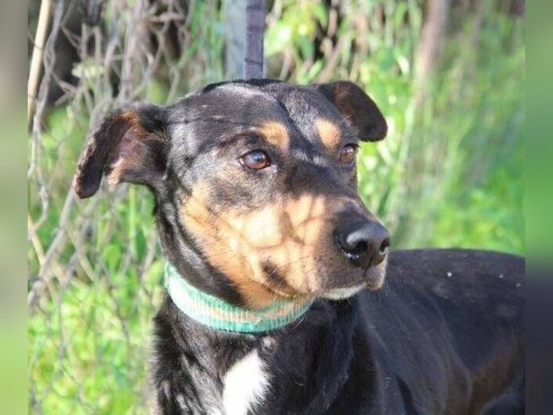 Rocco – ein idealer Begleiter in allen Lebenslagen