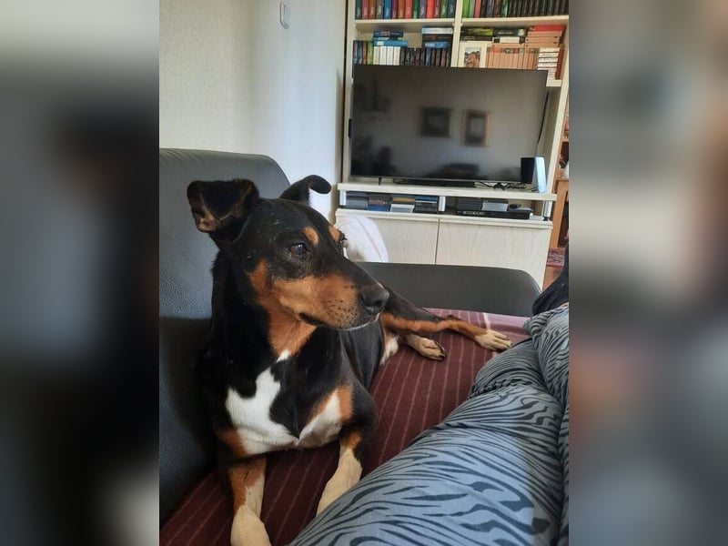 Rocco – ein idealer Begleiter in allen Lebenslagen