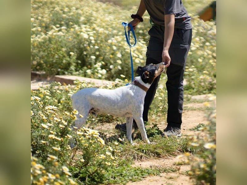 Snoopy (Spanien) - schüchterne Bodeguero-Mix sucht passende Rennwiese