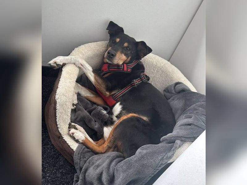 Rocco – ein idealer Begleiter in allen Lebenslagen
