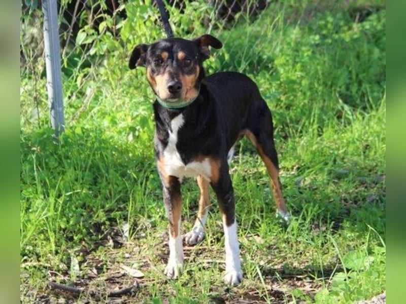 Rocco – ein idealer Begleiter in allen Lebenslagen