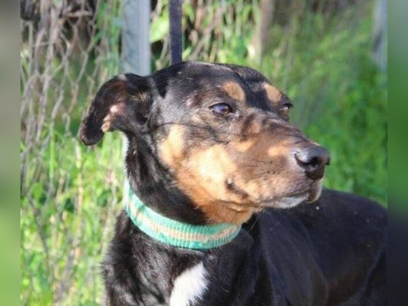 Rocco – ein idealer Begleiter in allen Lebenslagen