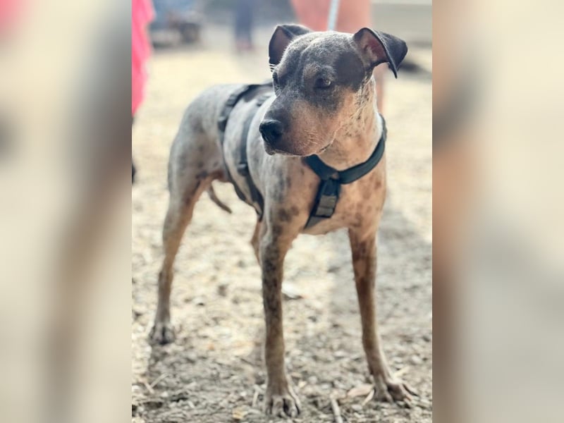 Grisa sucht einfühlsame Menschen Grisa sucht einfühlsame Menschen