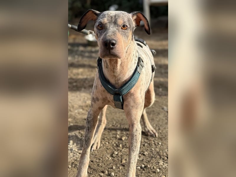 Grisa sucht einfühlsame Menschen Grisa sucht einfühlsame Menschen