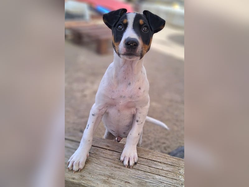 MARCO sucht ein liebevolles Zuhause