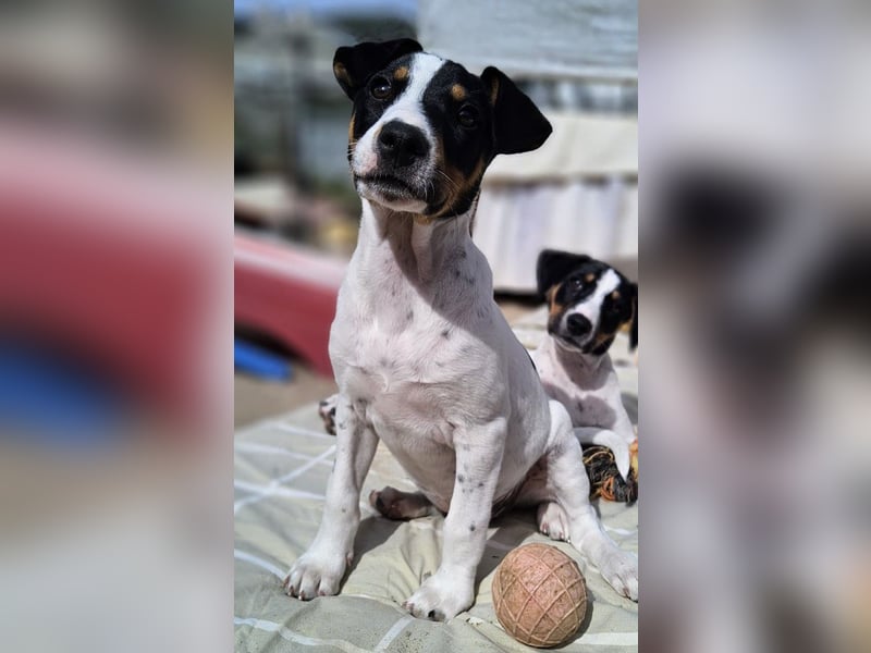 MARCO sucht ein liebevolles Zuhause