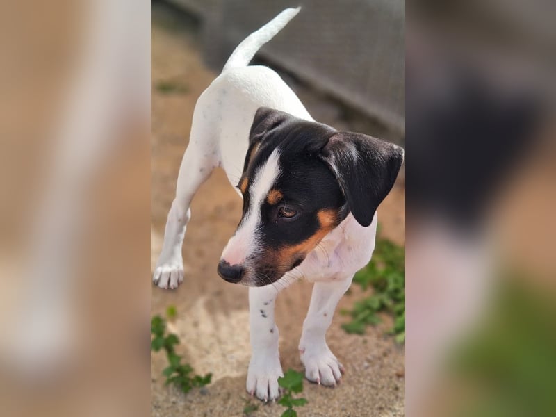 LEO sucht sein Zuhause