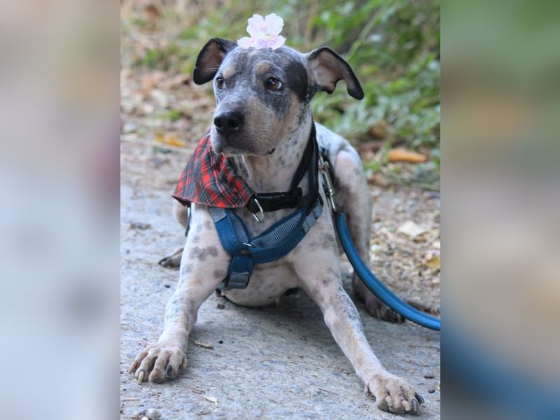 Grisa sucht einfühlsame Menschen Grisa sucht einfühlsame Menschen