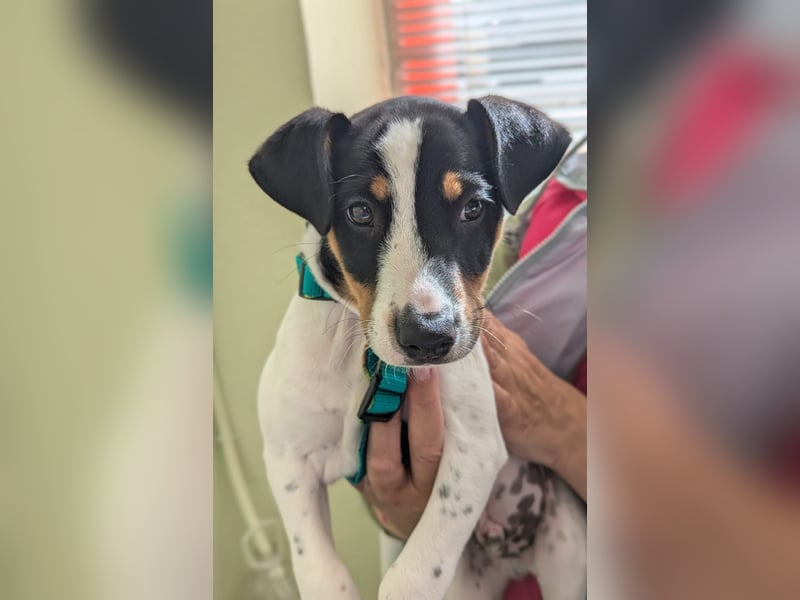 MARCO sucht ein liebevolles Zuhause