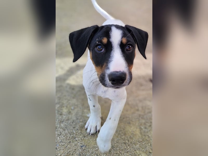 LEO sucht sein Zuhause