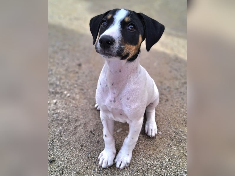 LEO sucht sein Zuhause