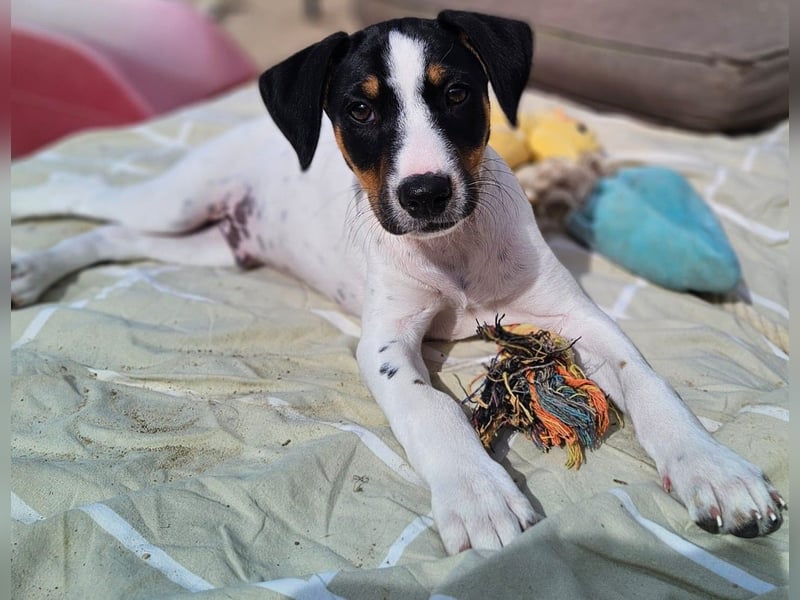 LEO sucht sein Zuhause