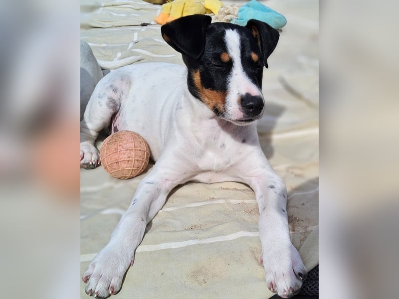 MARCO sucht ein liebevolles Zuhause