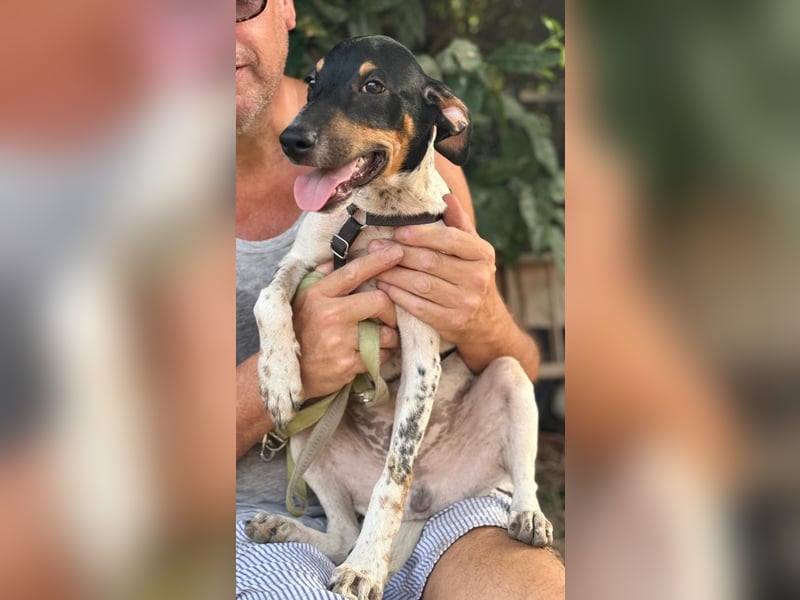 Giuseppe sucht liebevolle Menschen Giuseppe sucht liebevolle Menschen