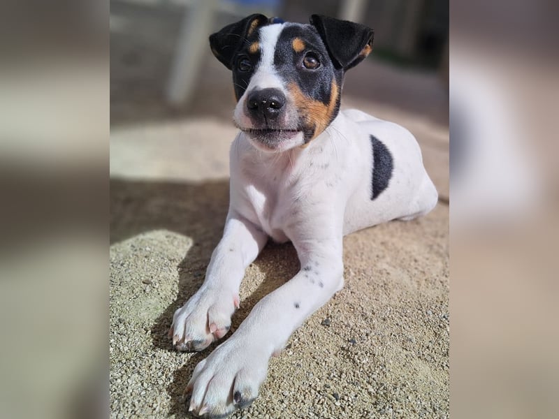 MARCO sucht ein liebevolles Zuhause