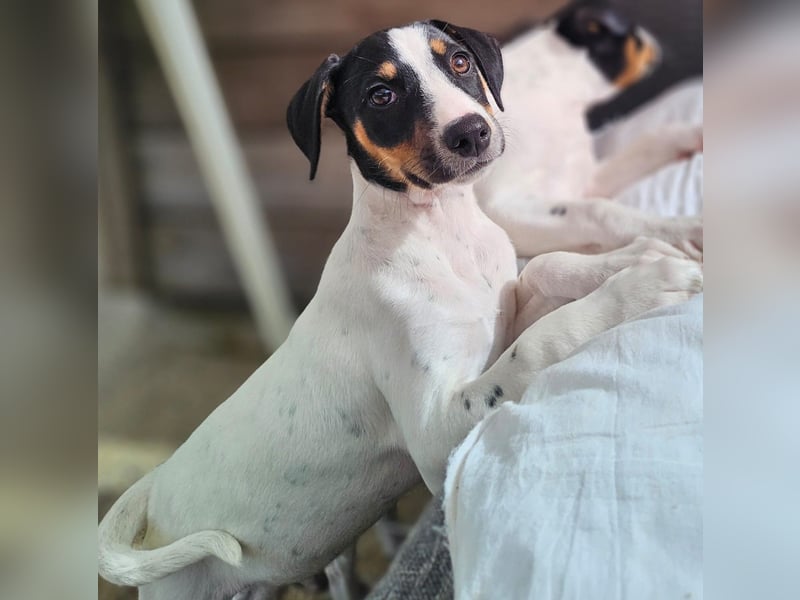 LEO sucht sein Zuhause