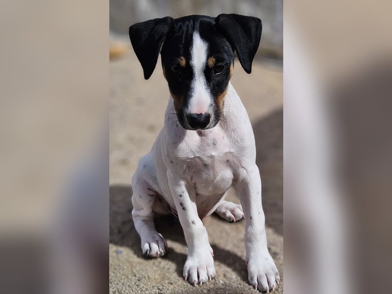 LEO sucht sein Zuhause