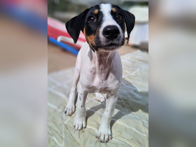 LEO sucht sein Zuhause