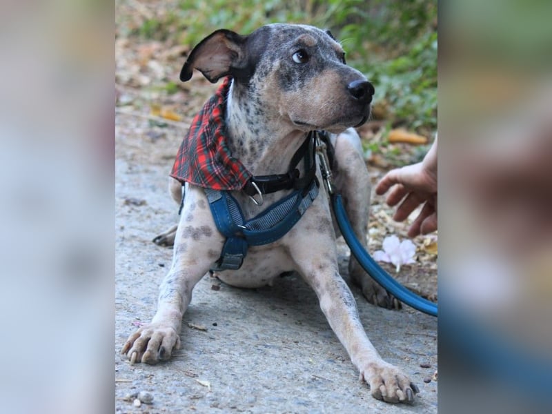 Grisa sucht einfühlsame Menschen Grisa sucht einfühlsame Menschen