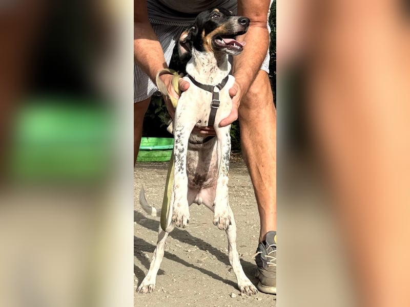 Giuseppe sucht liebevolle Menschen Giuseppe sucht liebevolle Menschen