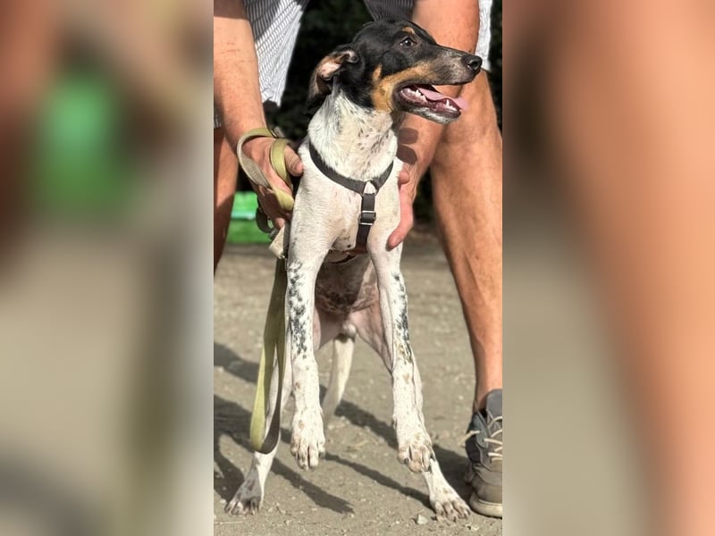 Giuseppe sucht liebevolle Menschen Giuseppe sucht liebevolle Menschen