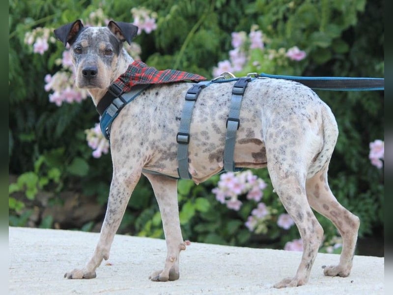 Grisa sucht einfühlsame Menschen Grisa sucht einfühlsame Menschen