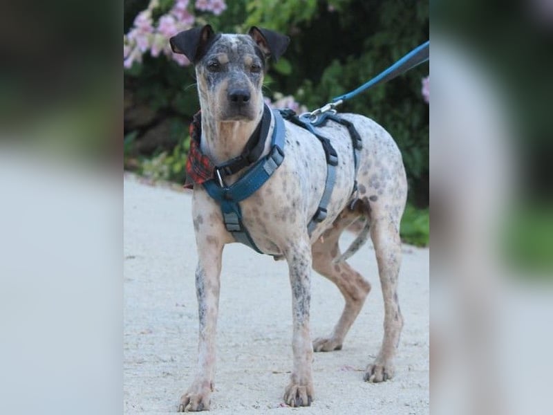 Grisa sucht einfühlsame Menschen Grisa sucht einfühlsame Menschen