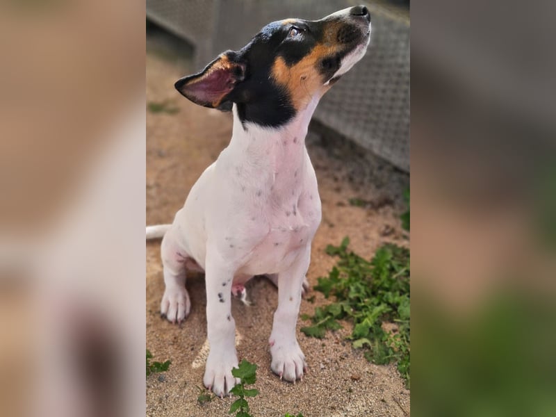 LEO sucht sein Zuhause