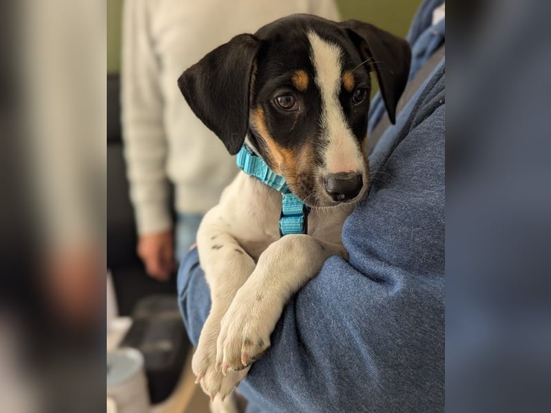 LEO sucht sein Zuhause