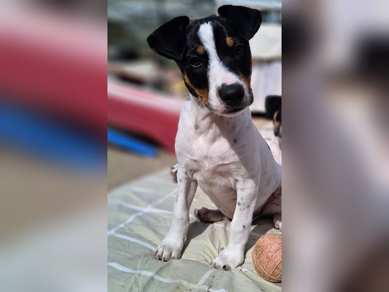 MARCO sucht ein liebevolles Zuhause