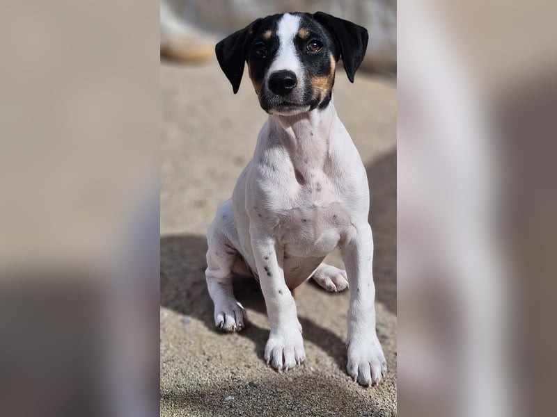 LEO sucht sein Zuhause